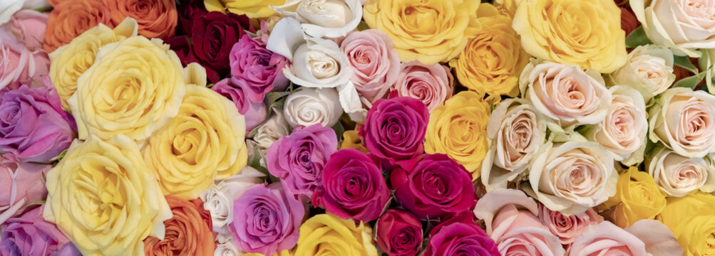 Floral Background. Pink, Yellow,  Red And Orange Roses.