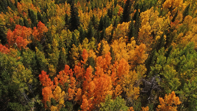 Aerial view of the autumn fall weather bringing in the changing colors of the aspen tree leaves in the Colorado mountains