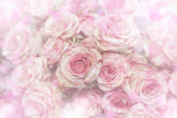 Pink roses - floral background.