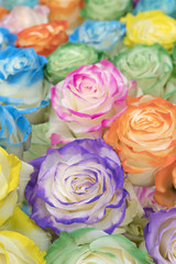 Fototapeta na wymiar Large multi-colored roses.