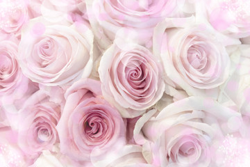 Delicate pink roses.