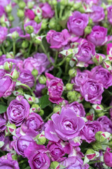 Beautiful red roses.