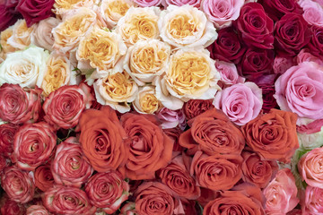 Obraz na płótnie Canvas Pink, red and orange roses.