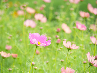 Obraz na płótnie Canvas Pink Cosmos Flowers in Green Grass