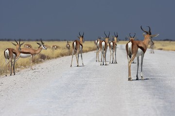 Fototapeta na wymiar Springbockherde (Antidorcas marsupialis) überquert die Straße im Etosha Nationalpark (Namibia)