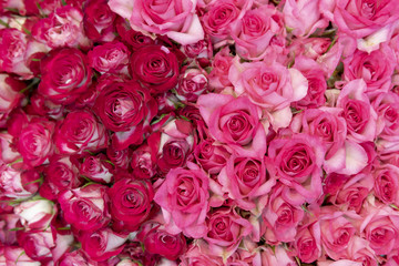 Buds of beautiful, fresh red and white roses.