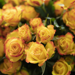 Naklejka premium Beautiful, fresh orange roses on a background of green leaves.