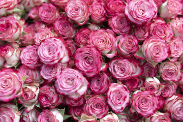 Obraz na płótnie Canvas Delicate pink roses.