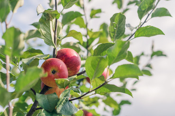 Apple fruits growing on an apple tree branch