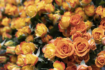 Obraz na płótnie Canvas Beautiful, fresh orange roses on background of green leaves.