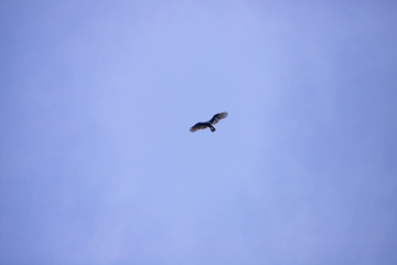 Osprey Soaring in the Blue Sky