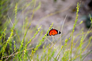 butterfly