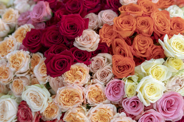 Red, cream, orange, pink and white roses.