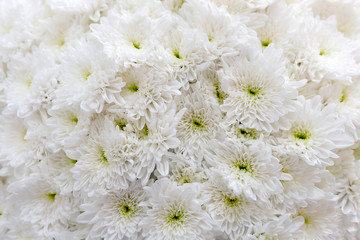 Chrysanthemums  are flowering plants of the genus Chrysanthemum in the family Asteraceae. They are native to Asia and northeastern Europe. 