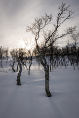 Fototapeta premium trees in winter