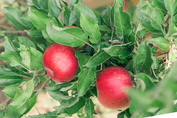 Apple fruits growing on an apple tree branch