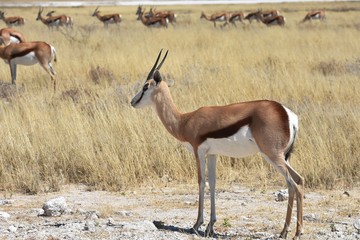 Springbockherde (antidorcas marsupialis) im Etosha Nationalpark in Namibia