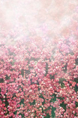 Delicate pink roses.