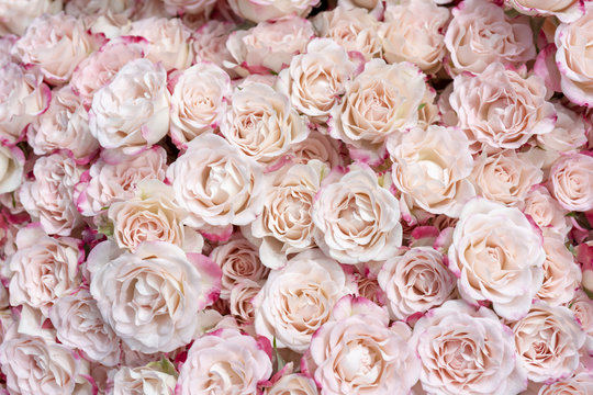 Delicate pink roses.
