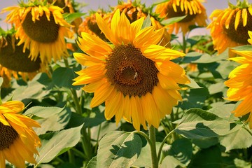 Fototapeta na wymiar A fully open sunflower. In field of sunflowers on a sunny day.