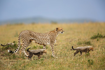 Cheetah with cubs walking in the Masai Mara National Park in Kenya