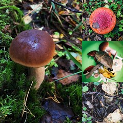 Autumn mushrooms in the forest in autumn