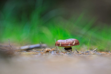 Close up lonely mushroom
