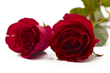 Two red rose on white background