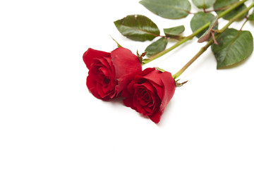 Two red rose on white background