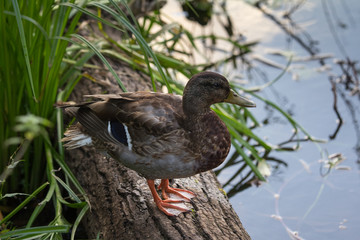 the duck stands on the trunk of a tree fallen in a pond