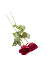 Two red rose on white background