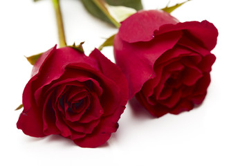 Two red rose on white background