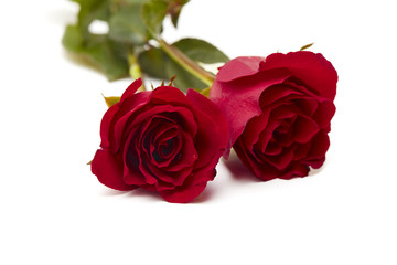 Two red rose on white background