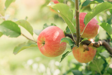 Apple fruits growing on an apple tree branch