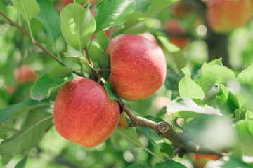 Apple fruits growing on an apple tree branch
