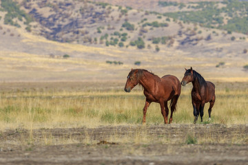 Wild Horses in the Utah Desert