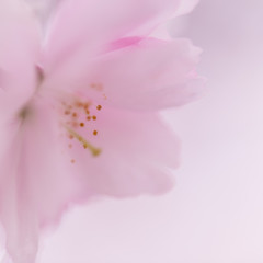 Obraz na płótnie Canvas closeup of pink cherry flower