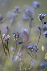 field of blue flowers