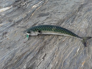 mackerel on a hook