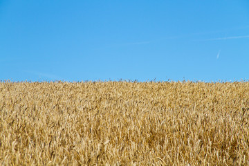 Field with wheat, ready for harvest, under a blue sky