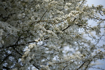 white blossoms in spring