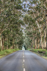 Obraz premium Tree Tunnel Of Kauai