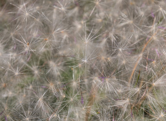 Close up of dandelion seed laying on grass