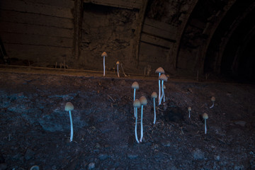 Mushrooms - obrazy, fototapety, plakaty