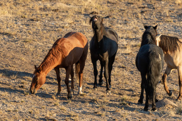 Wild Horses in the Utah Desert