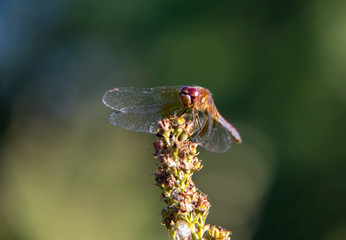 Closeup dragonfly, summer sun.