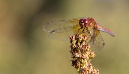 Closeup dragonfly, summer sun.