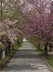 Fototapeta na wymiar Cherry trees alley 