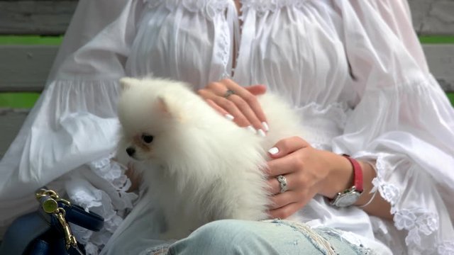 Woman stretching her white hairy dog. Petting cute chihuahua, close up.
