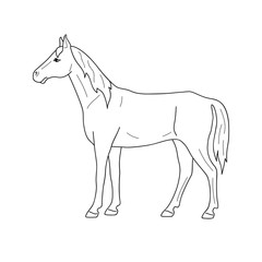 Isolated black outline standing horse on white background. Side view. Curve lines. Page of coloring book.